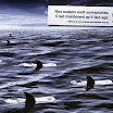 wwf_48.jpg