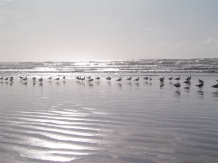 [Aves migratorias na praia[1].jpg]