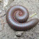 Worm millipede
