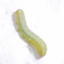 caterpillar