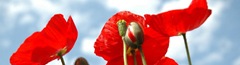 flower-banner (1)