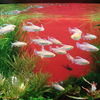 Como no me se las especies les voy a poner nombre: Peces Esqueleto de piel transparente.