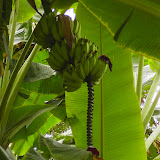 Seltsamer Anhang an der Bananen-Staude!?