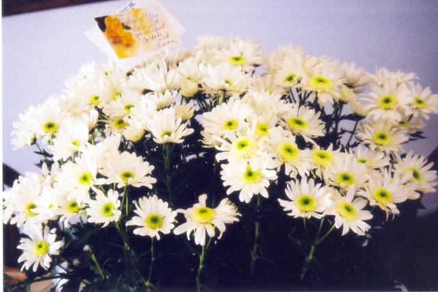 [Josephine's daisies 7-03-03[3].jpg]