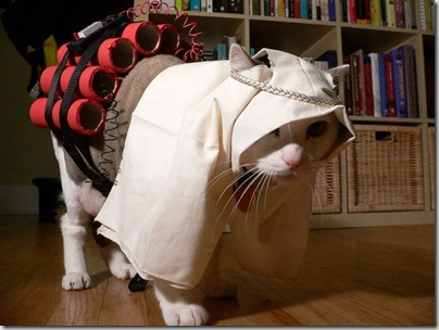 b akiranuse gato
