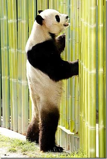 b akiranuse oso