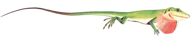 GREEN ANOLE (male) 