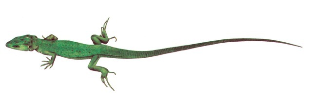 GREEN LIZARD (male) 