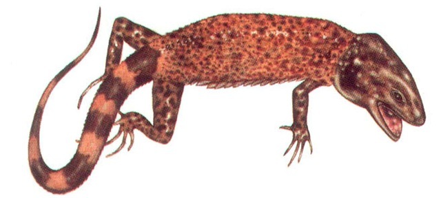 Xenosaurus sp. 