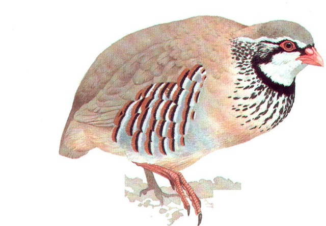 RED-LEGGED PARTRIDGE 