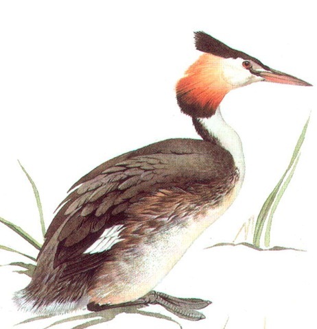 GREAT CRESTED GREBE 