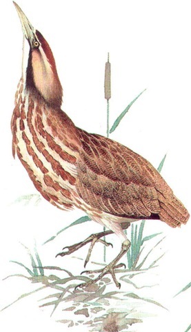 AMERICAN BITTERN 