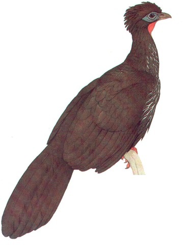 CRESTED GUAN 