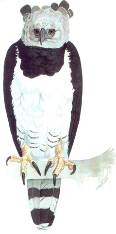 HARPY EAGLE 