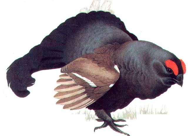 BLACK GROUSE (male) 