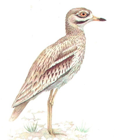STONE CURLEW 