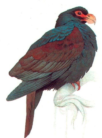 TOOTH-BILLED PIGEON 