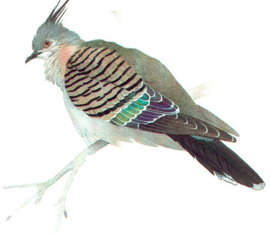CRESTED PIGEON 