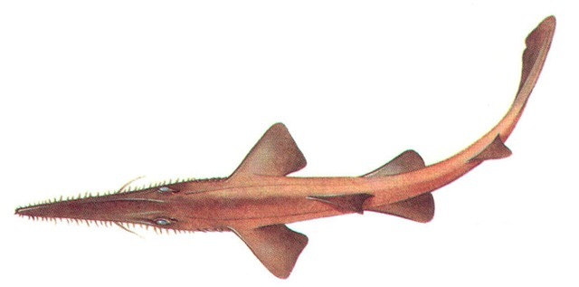 COMMON SAW SHARK