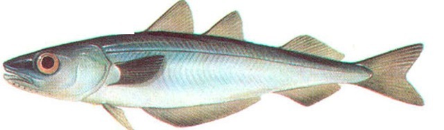 BLUE WHITING 