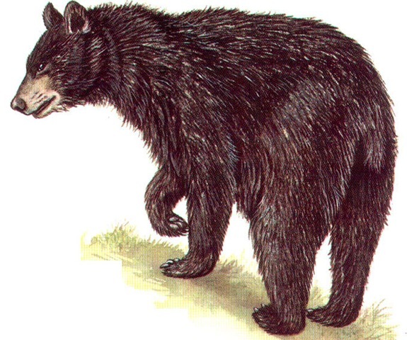 AMERICAN BLACK BEAR 