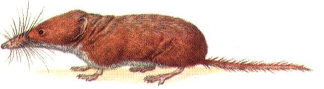 PYGMY WHITE-TOOTHED SHREW 