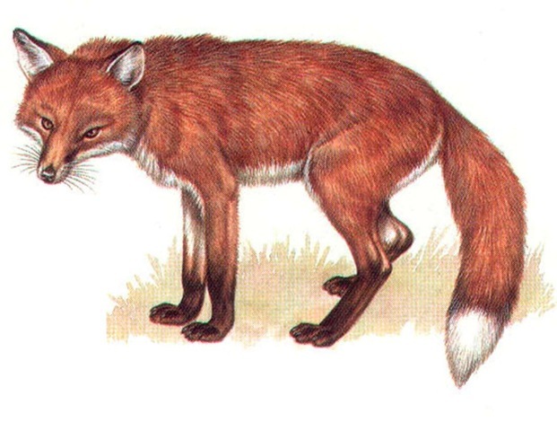 RED FOX 