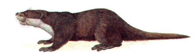 AFRICAN CLAWLESS OTTER 