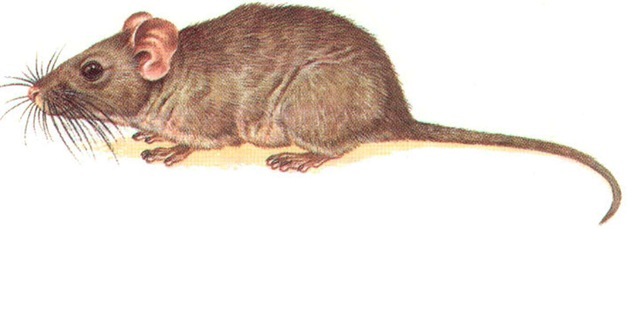 CHINCHILLA-RAT 