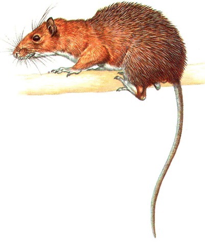 ARMOURED RAT 
