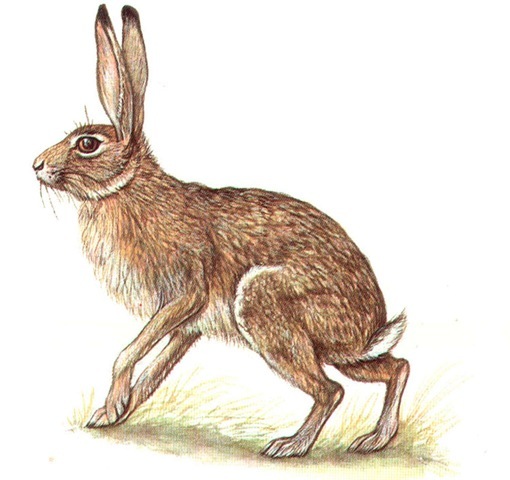 BROWN HARE