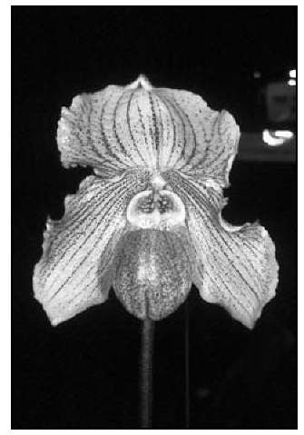 Paphiopedilum Angela has a charming flower on a compact plant. 