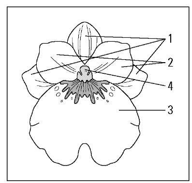 Miltonia flower structure: 1 = Sepals; 2 = Petals; 3 = Lip; 4 = Column. 
