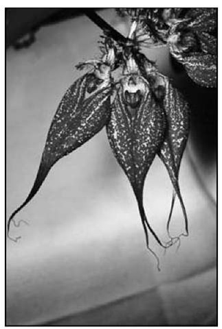 Bulbophyllum rothschildianum has one of the most magnificent flowers of all bulbophyllums. 