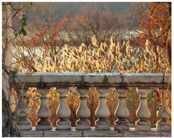 Beauty or the Beast? This view west across the Hudson River at sundown over the Rose Garden balustrade on the Bard College campus has much to say about the changing nature of grasses in our modern landscape. Hudson River School painter Frederic Edwin Church made his home, Olana (1870-1871), upriver from this point, taking advantage of views across the river to the Catskill Mountains. Phragmites is absent from Church's period landscapes not because he painted at such grand scale, but because Phragmites in vast sweeps is a newcomer to the scene. 