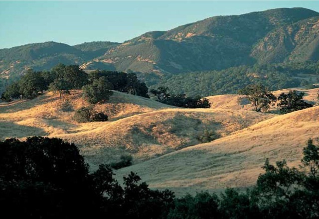 Many grasslands that we take for granted as native are not. California still has a rich and diverse grass flora; however, the golden glow of the state's signature coastal landscapes is now primarily due to exotic grasses introduced for a multitude of human purposes. Native or not, it is difficult to deny the appeal of this mix of grasses and California oaks in Santa Barbara County in mid August. 