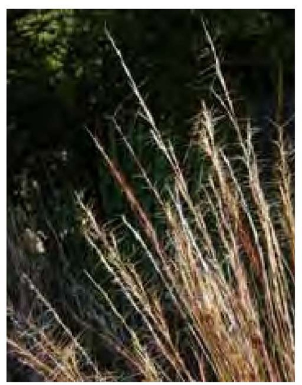 Awns are bristlelike or needlelike appendages that extend from the glumes, or lemmas, of grass spikelets. Diverging almost horizontally, the conspicuous awns of purple three-awn, Aristida purpurea, catch the early April light in California.