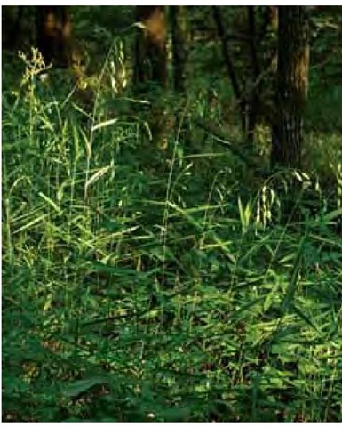 Growing in mid June under mixed pine and deciduous woodlands in Collin County, Texas, wild-oat, Chasmanthium latifolium, is one of relatively few grasses adapted to heavily shaded habitats.