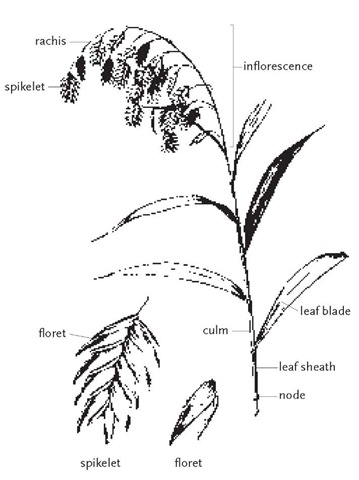 A culm (stem) of wild-oat, Chasmanthium latifolium, with terminal inflorescence. Leaves are attached to the culm at nodes. Each leaf sheath surrounds the culm up to the point where the leaf blade diverges. The inflorescence is an open panicle with unusually large spikelets. Each spikelet contains multiple florets.