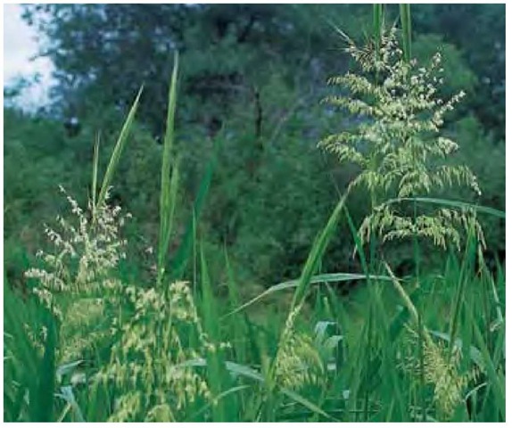 The stately inflorescences of wild rice, Zizania aquatica, have male spikelets in the lower portion and female spikelets above.