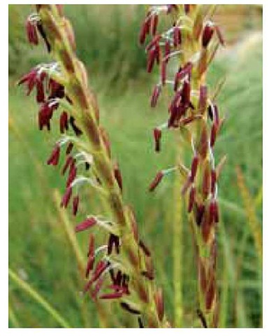 Dark red anthers extend from the upper, male spikelets of Florida gama grass, Tripsacum floridanum. 