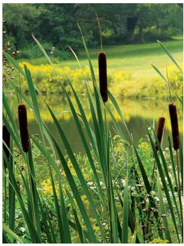 The familiar brown spikes and swordlike foliage of common cattail, Typha latifolia, mingle with goldenrods and asters edging a pond at Winterthur Museum and Gardens in northern Delaware in mid September.