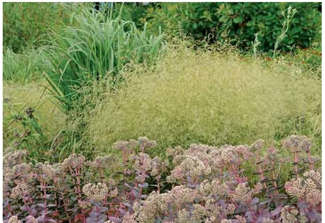 Tufted hair grass, Deschampsia cespitosa 'Goldtau', has the texture of soft clouds drifting through Piet Oudolf's borders at the Royal Horticultural Society's garden, Wisley, in Surrey, England, in mid July. 