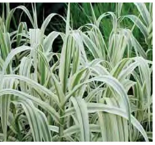 Giant reed, Arundo donax 'Variegata', is so strongly variegated it appears mostly white. 