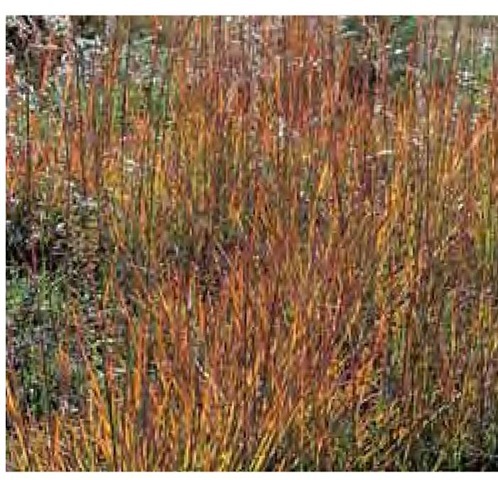 In mid October in Pennsylvania, the autumn color of Indian grass, Sorghastrum nutans, rivals that of many trees and shrubs. 