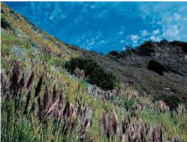 Introduced from its native habitat in the mountains of Chile, Ecuador, and Peru, purple pampas grass, Cortaderia jubata, has naturalized extensively in California's coastal mountains, displacing many local species that would otherwise occupy the same niche. 
