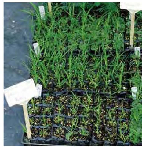 Seedlings of Gahnia setifolia, a New Zealand native sedge, are labeled by the provenance at Taupo Native Plant Nursery on the North Island. The forty-year-old nursery originated as part of the Department of Conservation and continues as a successful commercial business specializing in New Zealand native plants of documented origin, producing nearly two million plants annually. 
