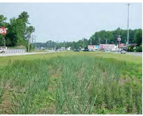Switchgrass, Panicum virgatum 'Cloud Nine', was planted in spring in one-gallon (ca. 4-liter) size in this highway median planting in southern Delaware. A light layer of organic mulch combined with spot applications of broad-leaved herbicide was used to control weeds until the grasses provided complete cover. 