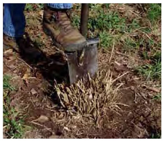 A strong but light alloy spade with rubber cushions is used to make two divisions from a healthy clump of coastal switchgrass, Pani-cum amarum, in early spring. With larger grasses, it is often easiest to use the spade to divide the plant while in the ground and then lift each division. 