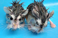 Hamster Job051.jpg